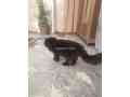 pure-black-persian-female-small-1