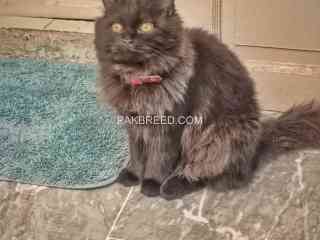 pure-black-persian-female