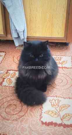 pure-black-persian-female-big-2