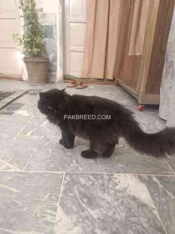 pure-black-persian-female-big-1