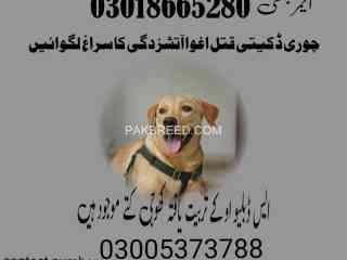 army-dog-center-mandi-bahauddin