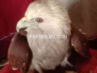 brahminy-kite