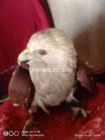 brahminy-kite-big-0