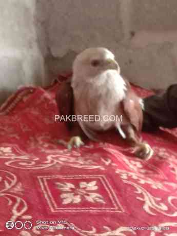 brahminy-kite-big-1