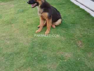 german-shepherd-pedigree