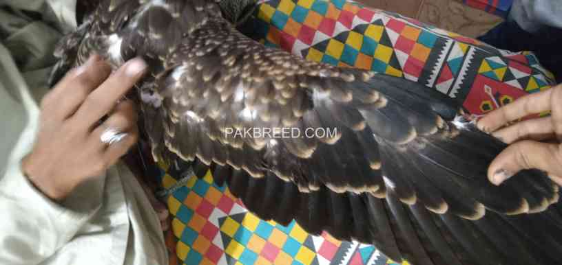 black-kite-hawk-big-1