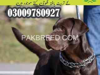 army-dog-center-attock-sragh-rsa-kogy-kt