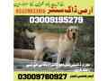 army-dog-center-wahcantt-finderdogs-small-1