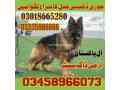 army-dog-center-wahcantt-finderdogs-small-3