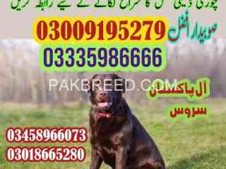 army-dog-center-wahcantt-finderdogs