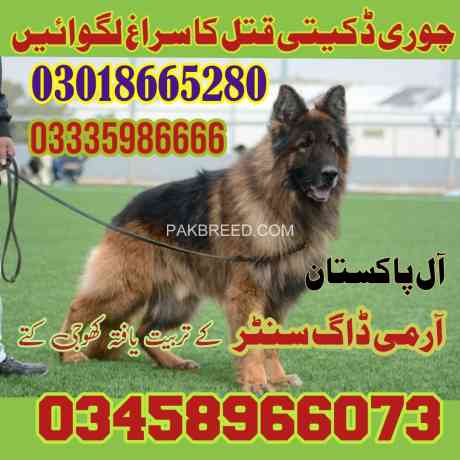 army-dog-center-wahcantt-finderdogs-big-3