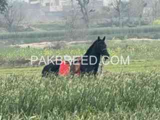 black-racer-horse-for-sale-in-lahore