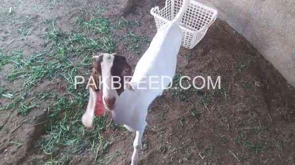 female-goat-for-sale-in-karachi-big-2