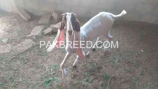 female-goat-for-sale-in-karachi-big-1