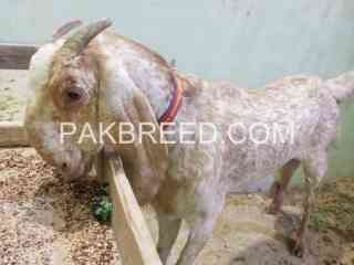 big-size-makhi-cheeni-goat-for-sale-in-karachi