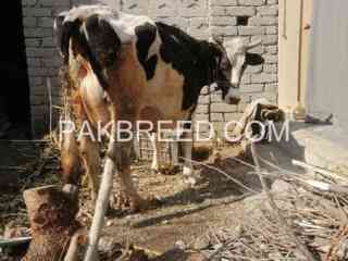 freasion-cow-for-sale-in-swabi