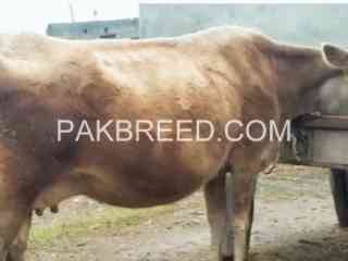 gersry-breeder-cow-for-sale-in-swabi