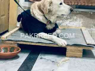 dog-for-sale-in-islamabad