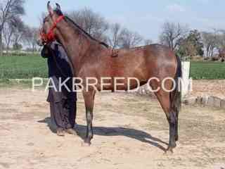 wacheri-for-sale-daughter-of-shahtaj-in-sgd