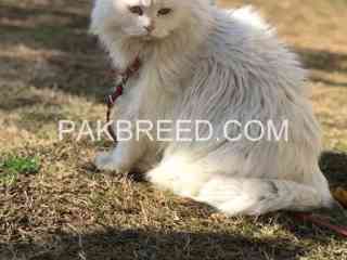 persian-cat-for-sale-in-mansehra