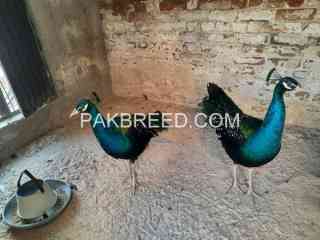 very-beautiful-black-shoulder-males-for-sale-in-peshawar