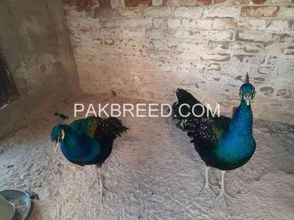 very-beautiful-black-shoulder-males-for-sale-in-peshawar-big-1