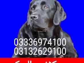 army-dog-centre-bannu