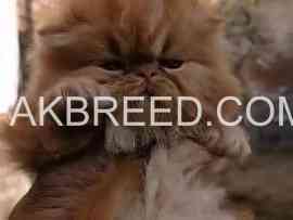 pure-persian-fluffy-kitten-available-in-fsd