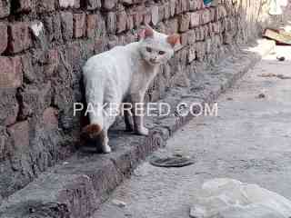 white-adult-male-cat-for-sale-in-rawalpindi