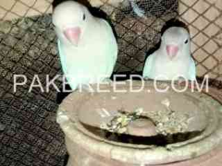 lovebirds-breeder-pair-for-sale-in-faisalabad