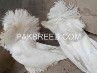 pigeons-for-sale-in-faisalabad