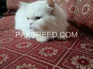 breeder-persian-cats-for-urgent-sale-in-islamabad