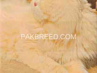 punch-face-triple-coated-stud-male-cat-for-sale