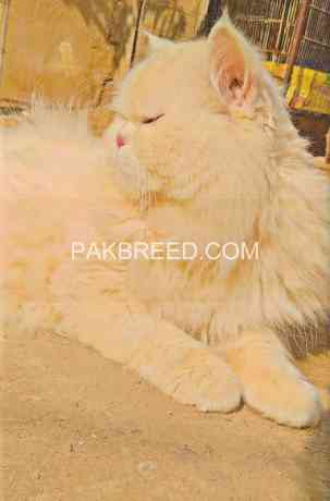 punch-face-triple-coated-stud-male-cat-for-sale-big-0