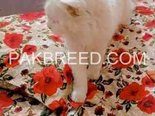 breed-persian-male-cat-for-sale