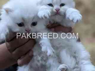 pure-white-triple-coated-cat-pair-for-sale-in-karachi