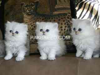 persian-kittens