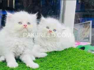 persian-kittens