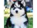 husky-puppy-small-0