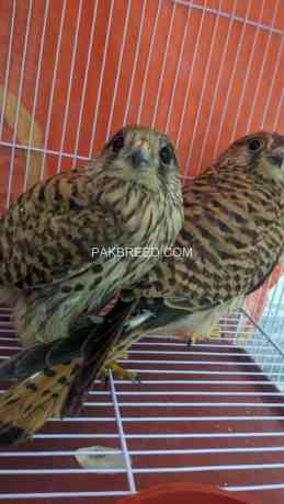 kestrel-falcons-for-sale-big-3