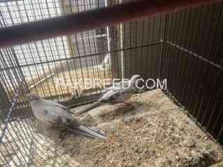 pied-dove-breader-pairs-available-in-karachi