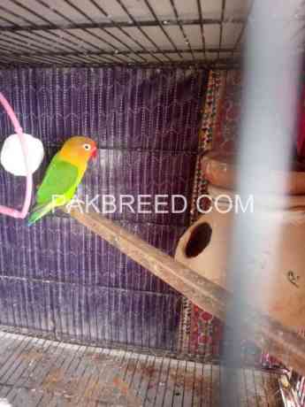 albino-red-for-sale-in-multan-big-0