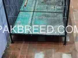 12-number-wire-cage-for-sale-in-multan-for-raw-ring-neck-for-love-birds