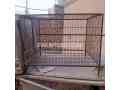 raw-cage-for-sale-in-multan-small-1