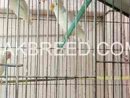 albino-red-eye-for-sale-in-karachi