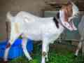 1-bakra-or-2-bakrian-for-sale-in-karachi-small-1