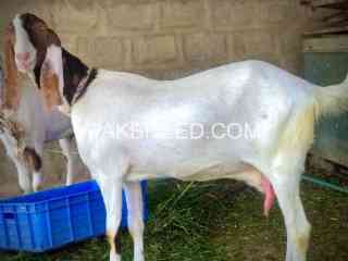 1-bakra-or-2-bakrian-for-sale-in-karachi