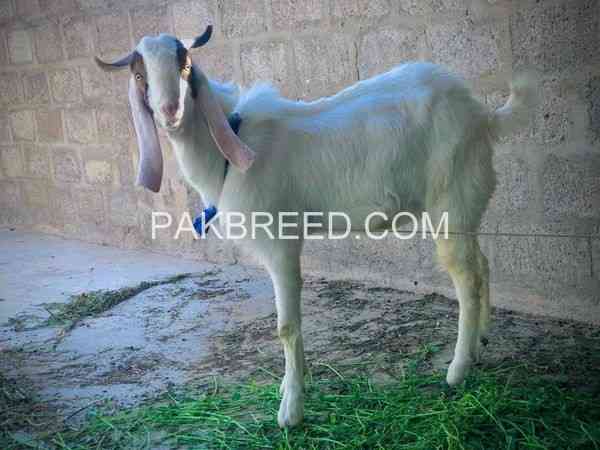 1-bakra-or-2-bakrian-for-sale-in-karachi-big-2