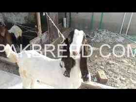 kamori-goat-male-for-sale