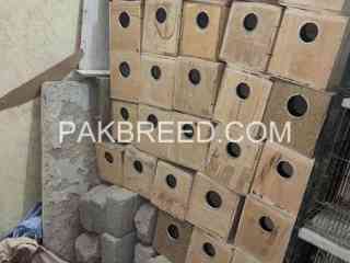 breeding-boxes-for-sale